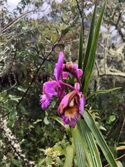 Orchidea